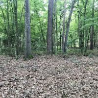 420 Acres South MS Hunting Land for Sale Franklin County  MS images 6