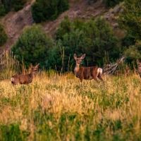 Paradise Canyon Ranch images 6