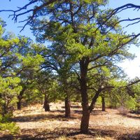 9 Milligan Ranch images 4