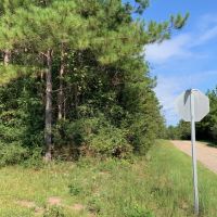 58 Acres Hunting Timber Land for Sale Marion County  MS images 3