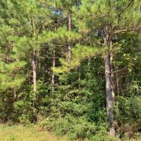 58 Acres Hunting Timber Land for Sale Marion County  MS images 4