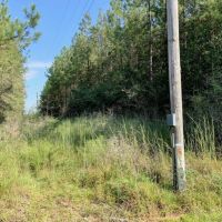 58 Acres Hunting Timber Land for Sale Marion County  MS images 5