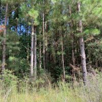 58 Acres Hunting Timber Land for Sale Marion County  MS images 6