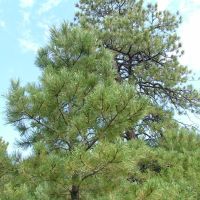 141 Blackhawk Ranch images 4