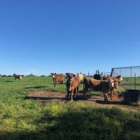 64 acres Cattle Operation with Trailer  Magnolia  MS images 2