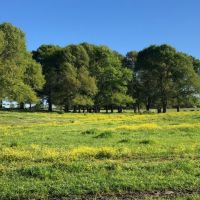 64 acres Cattle Operation with Trailer  Magnolia  MS images 6