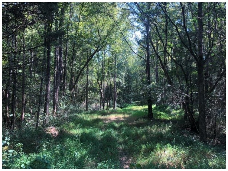 145.2 Acres in Lafayette County in Oxford  MS featured image