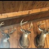 Equity Share in Leflore County in Greenwood  MS at Backwater Brake Timber Company images 3