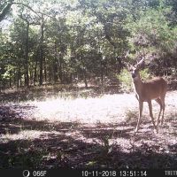 Hunting Rec Land near the Lake images 4