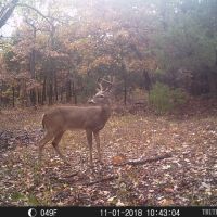 Hunting Rec Land near the Lake images 6
