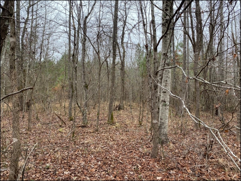 102 Acres in Montgomery County in Kilmichael MS Hunting Land for Sale