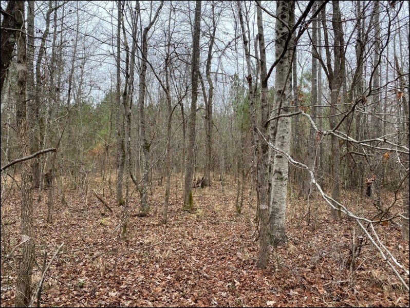 102 Acres in Montgomery County in Kilmichael  MS featured image