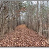 102 Acres in Montgomery County in Kilmichael  MS images 2