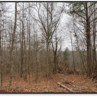 102 Acres in Montgomery County in Kilmichael  MS images 5