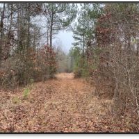 102 Acres in Montgomery County in Kilmichael  MS images 6