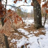 Charming Recreational Land For Sale in Adams County  Wisconsin images 3