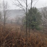 27 acres Hunting Land with Cabin and Pond in Clarksville NY images 3