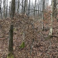 27 acres Hunting Land with Cabin and Pond in Clarksville NY images 5