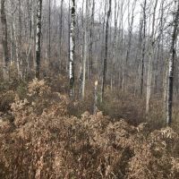 27 acres Hunting Land with Cabin and Pond in Clarksville NY images 6