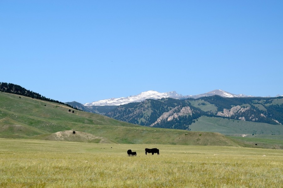 Bighorn Vista Ranch featured image