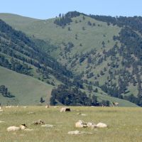 Bighorn Vista Ranch images 2