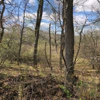 70.5 Acres Buildable  Tillable and Hunting Columbia County images 6