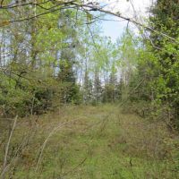 Buildable Recreational Property or Hunting Land Douglas County images 4