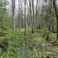 Buildable Recreational Property or Hunting Land Douglas County images 6