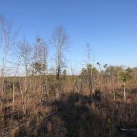 24 Acre Residential &nbsp; Recreational - Tract Airline Road images 2