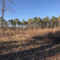 24 Acre Residential &nbsp; Recreational - Tract Airline Road images 3