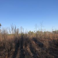 24 Acre Residential &nbsp; Recreational - Tract Airline Road images 4