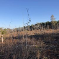24 Acre Residential &nbsp; Recreational - Tract Airline Road images 6