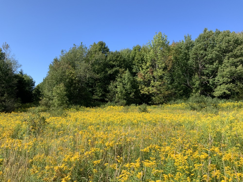11 acres Secluded Woodlands Plainfield NY featured image