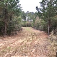 28 Acre Hunting Paradise in Tylertown  MS images 2