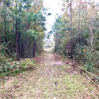 28 Acre Hunting Paradise in Tylertown  MS images 3