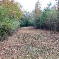 28 Acre Hunting Paradise in Tylertown  MS images 4