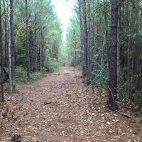 28 Acre Hunting Paradise in Tylertown  MS images 5