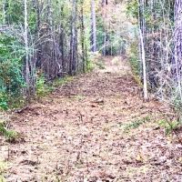 28 Acre Hunting Paradise in Tylertown  MS images 6