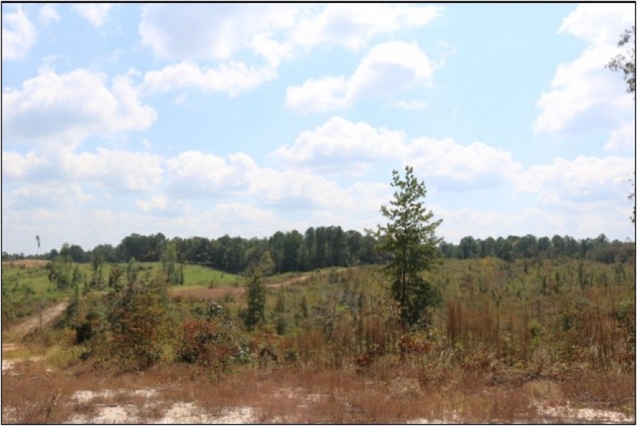 60 Acres in Newton County in Little Rock  MS featured image