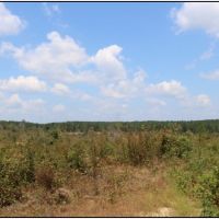 60 Acres in Newton County in Little Rock  MS images 5