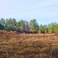 Hunting Recreation Development Land for Sale Harrrison Co MS images 3