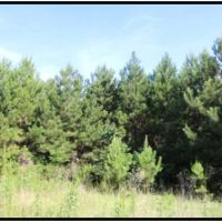 58 Acres in Winston County in Mccool  MS images 2