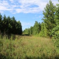 58 Acres in Winston County in Mccool  MS images 6