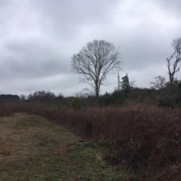 Hunt Rd 79 Acres images 3