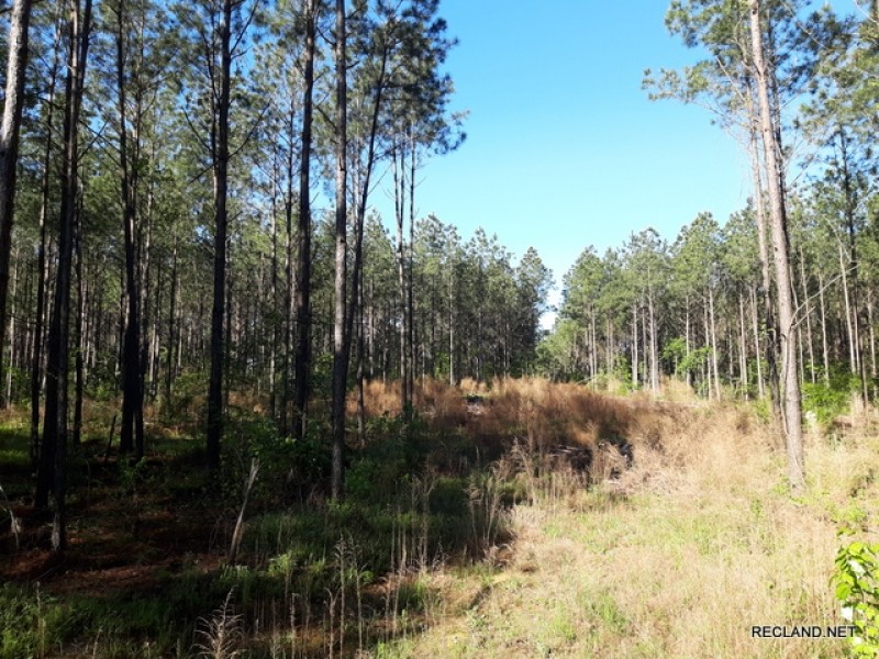 21.5 ac - Timberland for Rural Home Site - PRICE REDUCED featured image