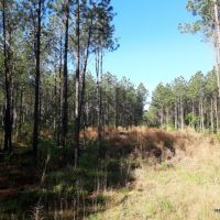 21.5 ac - Timberland for Rural Home Site - PRICE REDUCED