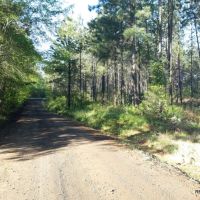 21.5 ac - Timberland for Rural Home Site - PRICE REDUCED images 2