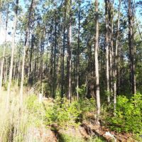 21.5 ac - Timberland for Rural Home Site - PRICE REDUCED images 3