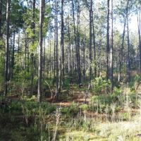 21.5 ac - Timberland for Rural Home Site - PRICE REDUCED images 4