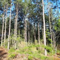 21.5 ac - Timberland for Rural Home Site - PRICE REDUCED images 5